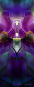 mirror montage of pink Japanese anemone, Halleluiah