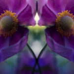 mirror montage of pink Japanese anemone, Halleluiah
